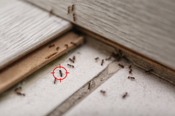 Best Pest Removal Services  in Westby, WI